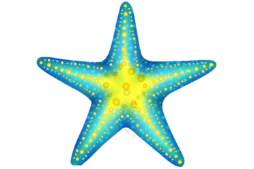 морская звезда, рисунок
